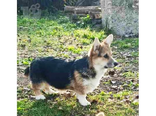 Corgi Welsh Pembroke